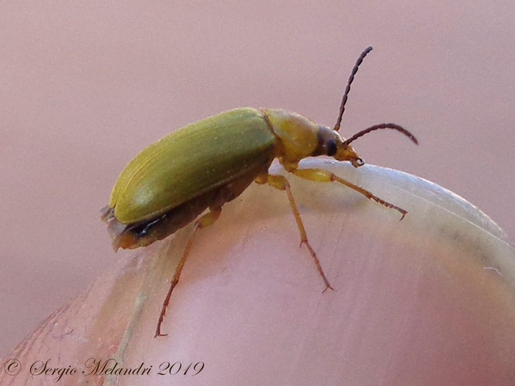 Tenebrionidae Alleculinae: Cteniopus sulphureus